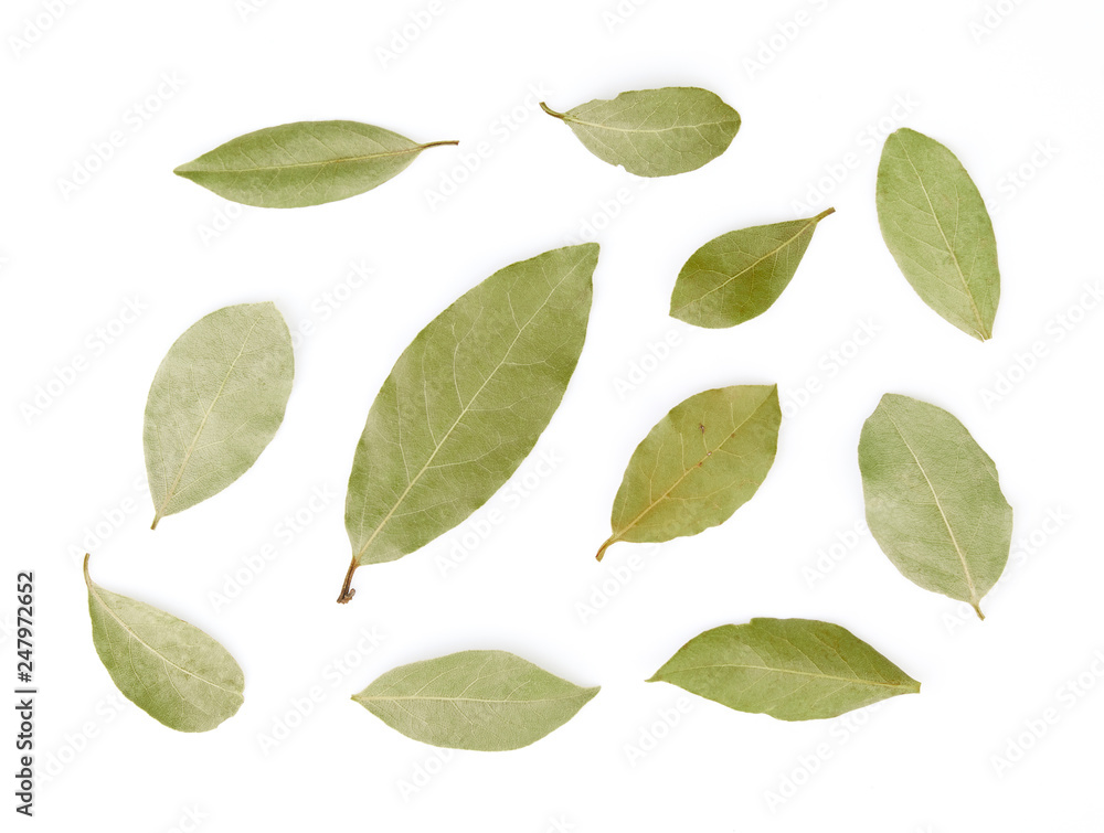 Obraz premium A selection of bay laurel leaves close up macro isolated on white background