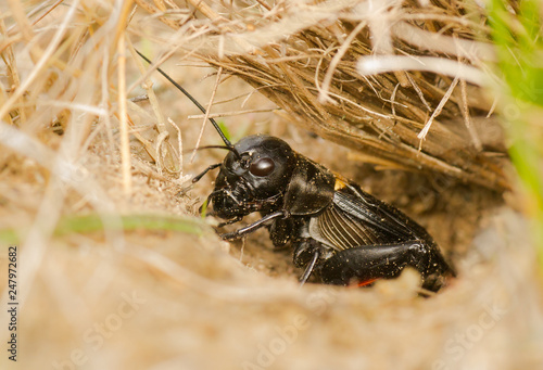 The field cricket Gryllus campestris macro photo photo