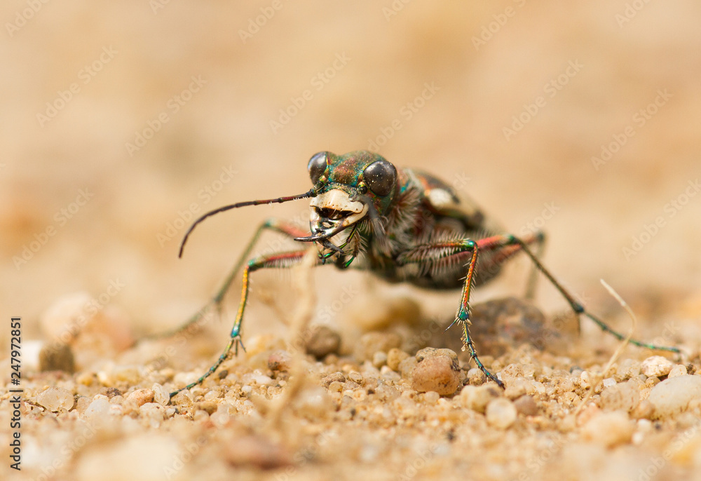 Northern Dune Tiger Beetle Cicindela hybrida, Czech Northern Dune Tiger Beetle Cicindela hybrida, Czech
