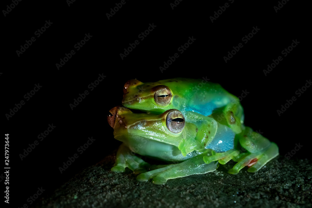 Green Tree Frog at Night in Borneo / Malaysia Mulu National Park Green Tree Frog at Night in Borneo / Malaysia Mulu National Park