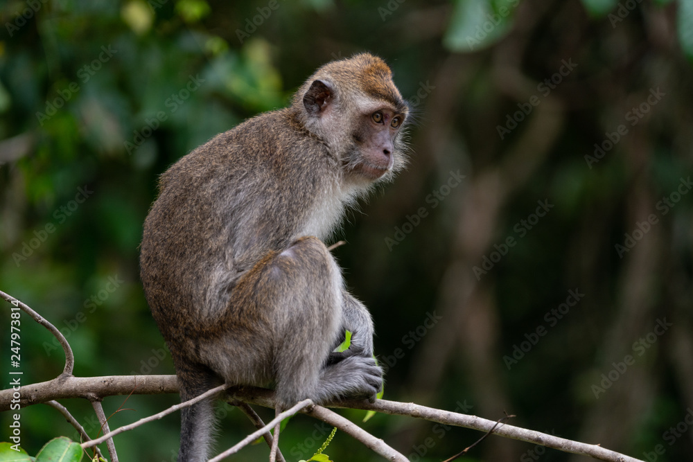 Wild Long Tailed Macaque in Borneo Sitting on Tree Branch Wild Long Tailed Macaque in Borneo Sitting on Tree Branch