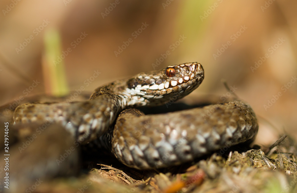 European viper Vipera berus in Czech Repblic European viper Vipera berus in Czech Repblic