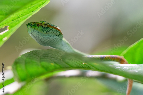 Borneo Green Keeled Pit Viper