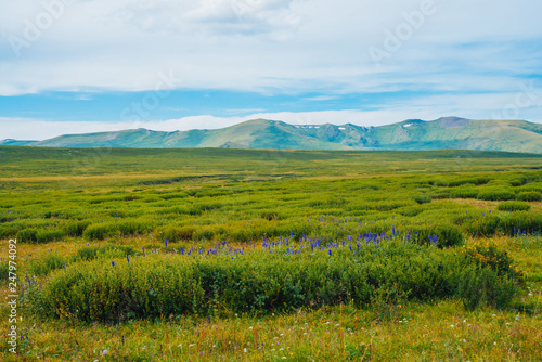 Blue flowers in bushes in valley before distant giant mountains. Wonderful huge mountain range under cloudy sky. Rich vegetation of highlands. Amazing dramatic green landscape of majestic nature.