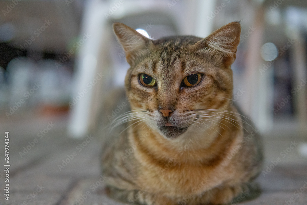 Naklejka premium gato