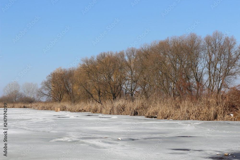 Dry reeds and trees are on the shore of a lake covered with ice Dry reeds and trees are on the shore of a lake covered with ice