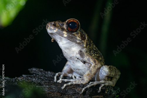 Tree Frog in Borneo / Malaysia