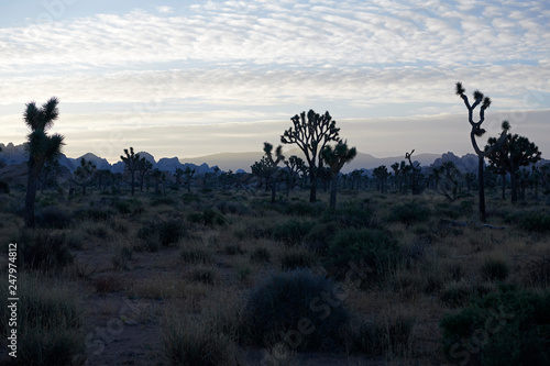 Amazing landscapes at Joshua Tree Park with mountains, rocks and desert plains at sunrise