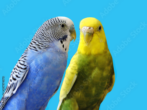 Yellow and blue Budgerigar  isolated on blue background.Melopsittacus undulatus.Budgerigar close up on the bird cage.Melopsittacus undulatus.Wavy parrot sits on a perch in a cage.pair of parakeets.