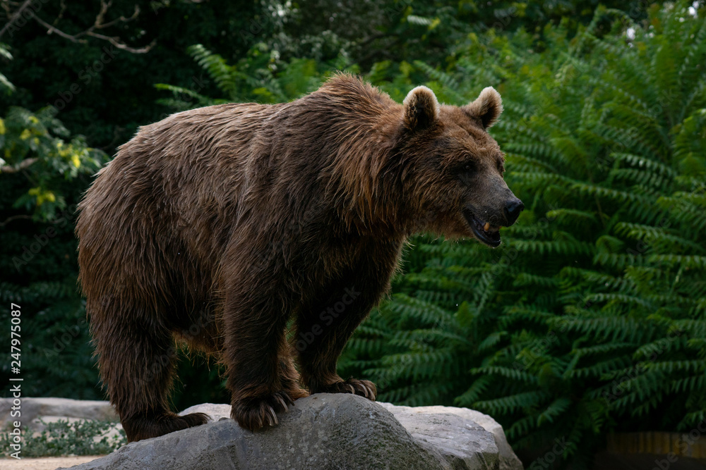 Oso pardo también conocido como oso grizzly Oso pardo también conocido como oso grizzly