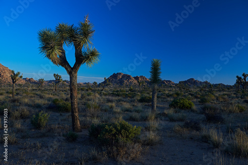 Amazing landscapes at Joshua Tree Park with mountains, rocks and desert plains at sunrise © sashalexander