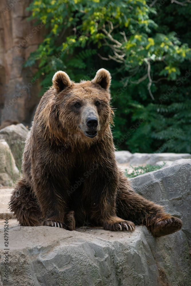 Obraz premium Oso pardo tambi√©n conocido como oso grizzly