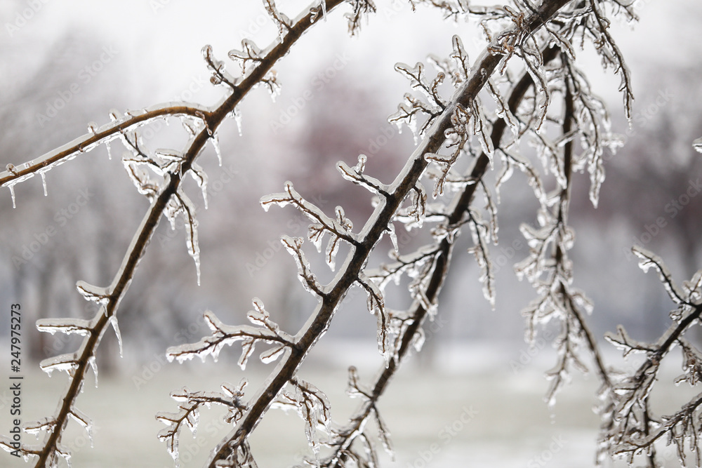 Details with frozen vegetation after a freezing rain weather phenomenon Details with frozen vegetation after a freezing rain weather phenomenon