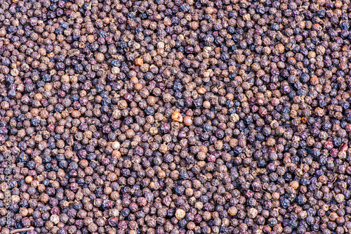 Photography Thai Pepper Seeds2