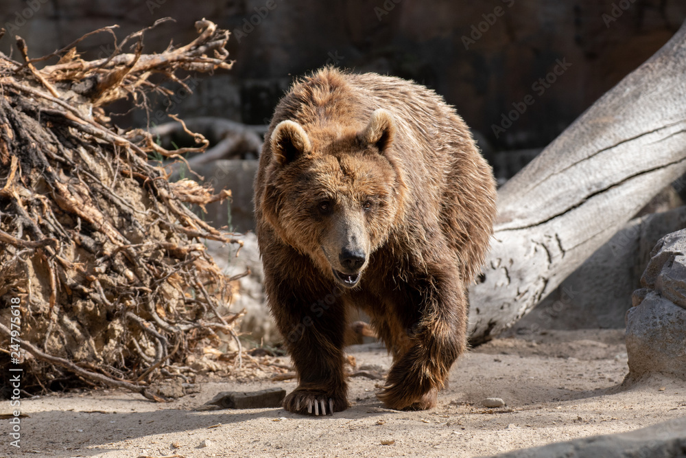 Fototapeta premium Oso pardo tambi√©n conocido como oso grizzly