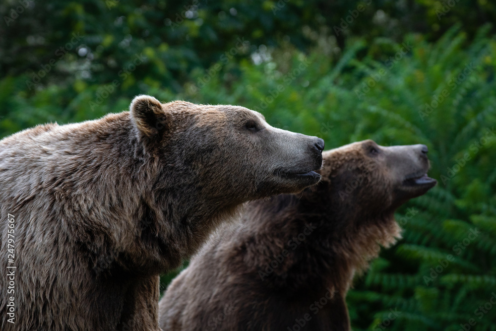 Obraz premium Oso pardo tambi√©n conocido como oso grizzly