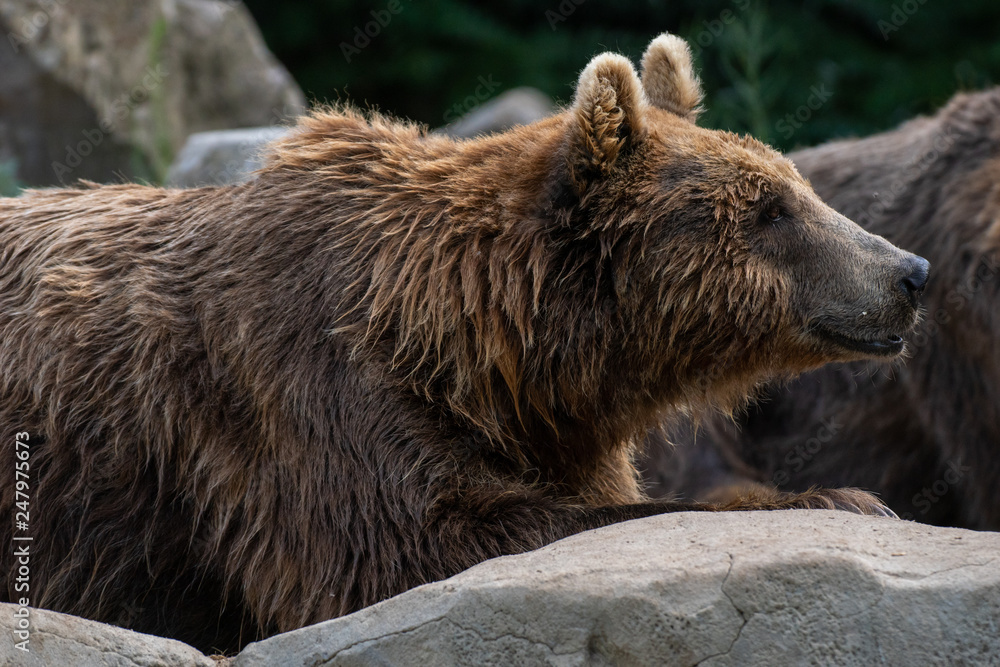 Obraz premium Oso pardo tambi√©n conocido como oso grizzly
