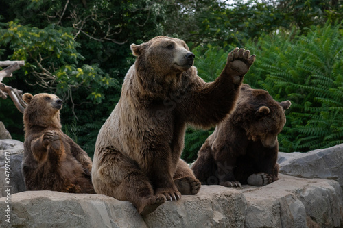 Oso pardo tambi√©n conocido como oso grizzly