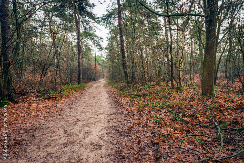 Fototapeta premium Narrow sandy path meandering through the Dutch autumn forest