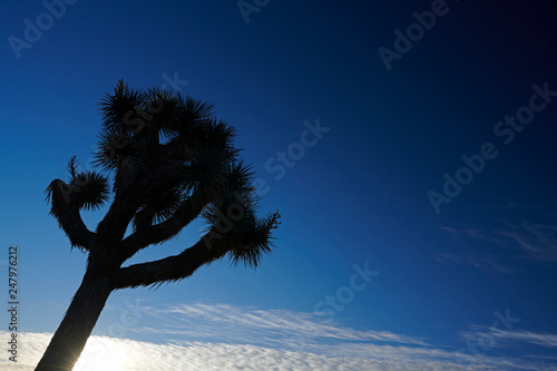 Amazing landscapes at Joshua Tree Park with mountains  rocks and desert plains at sunrise