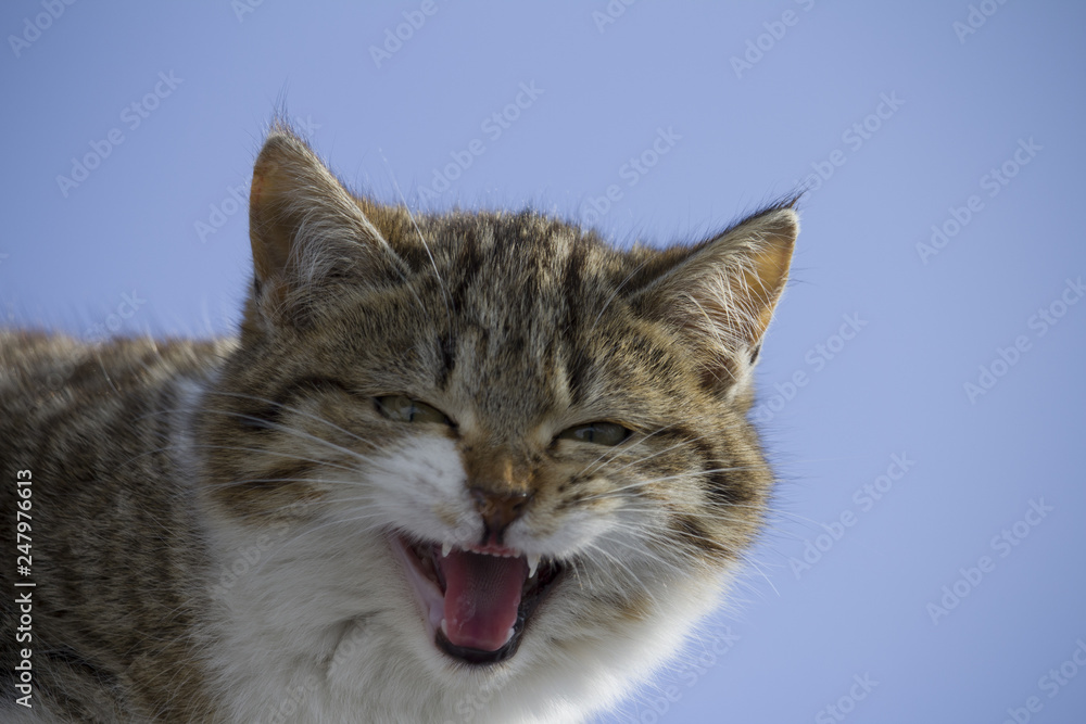 cat mewing on a roof . blue sky background