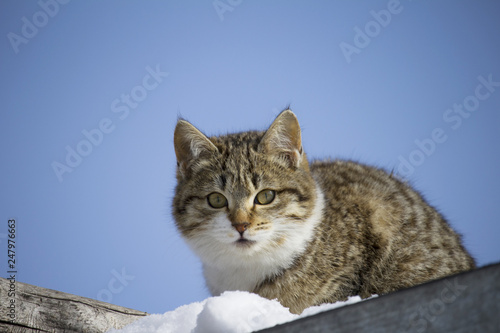  cat with a thoughtful look against the sky. homeless kitten dreams of home concept