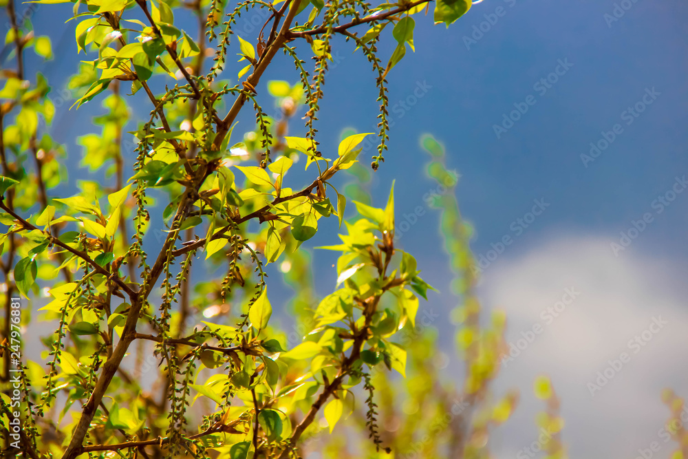 Obraz premium Plants. Greenery. Summer