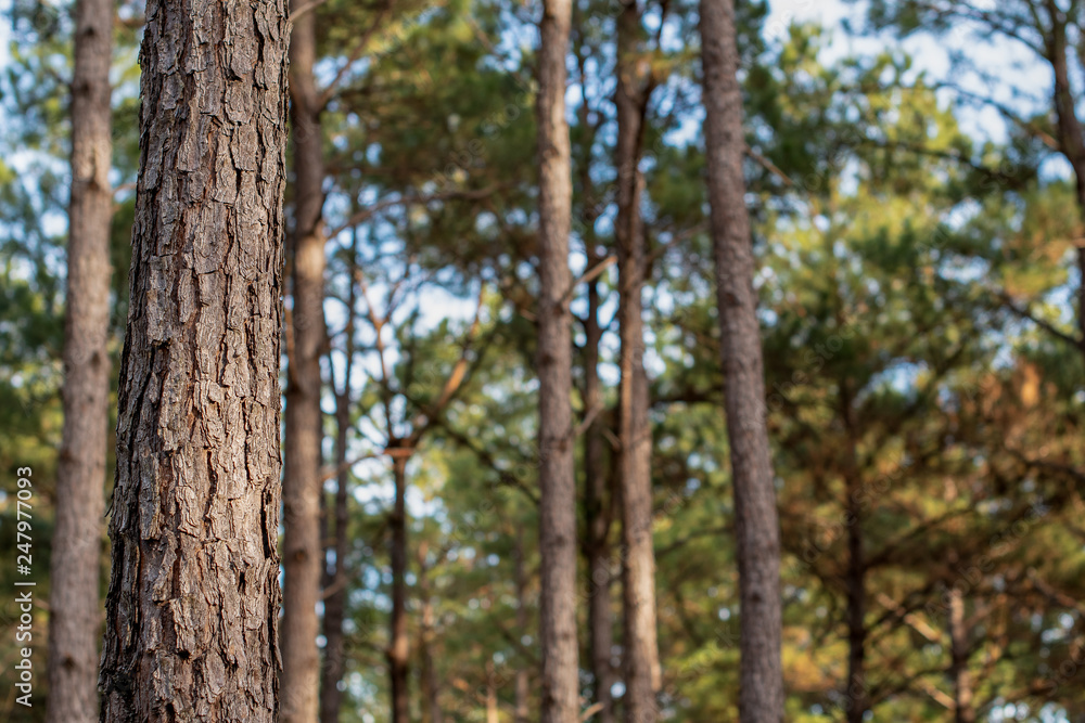 Secluded pine tree in the forest with soft light background ~INTO THE FOREST~ Secluded pine tree in the forest with soft light background ~INTO THE FOREST~