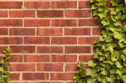 Distressed red brick wall with ivy growing on it