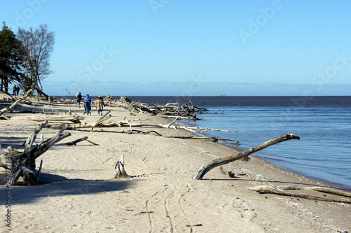 Cape Kolka in the Baltic Sea is constantly destroyed by the sea. 