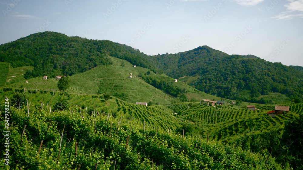 Green Prosecco vineyards - Conegliano Valdobbiadene