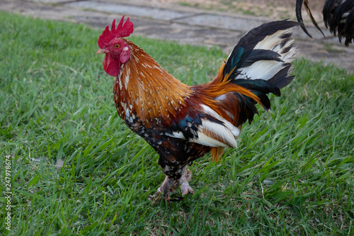 rooster on farm
