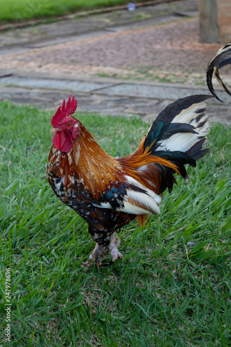 rooster on farm