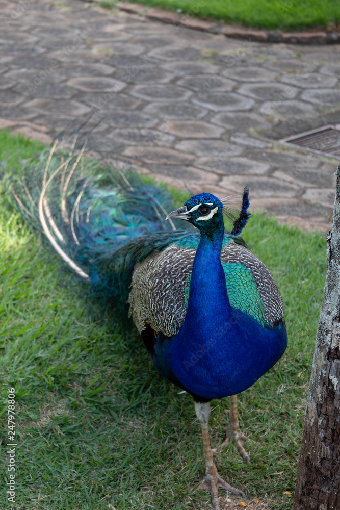 Fototapeta premium peacock with feathers out