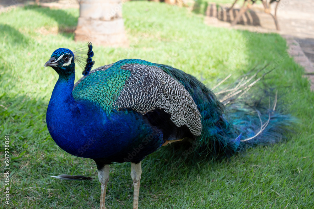 Obraz premium peacock in park