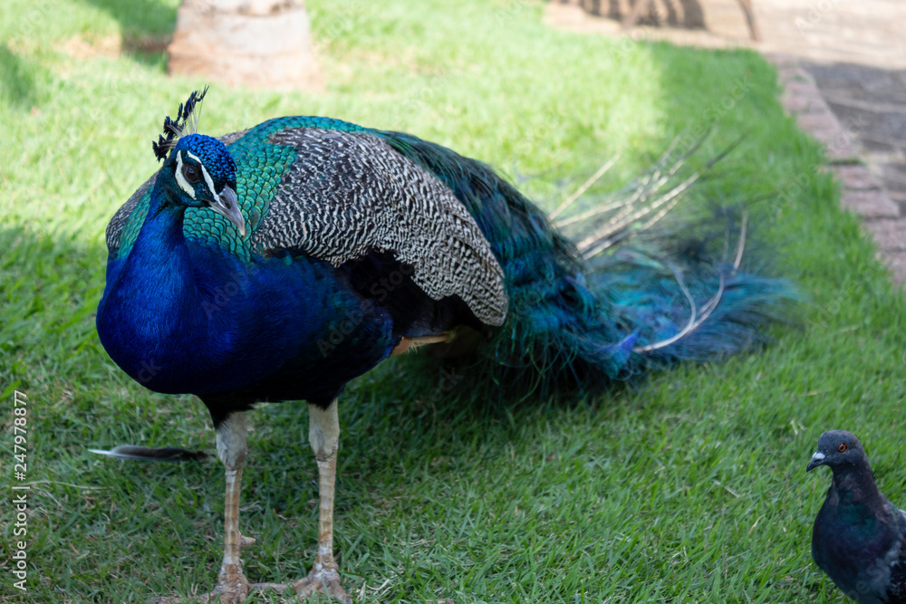 Fototapeta premium peacock in park