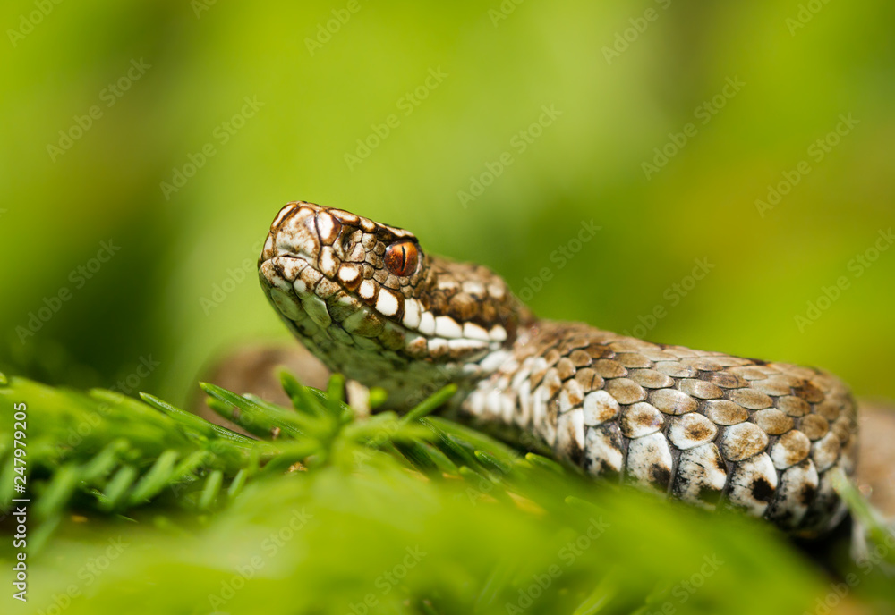 Obraz premium European viper Vipera berus in Czech Repblic