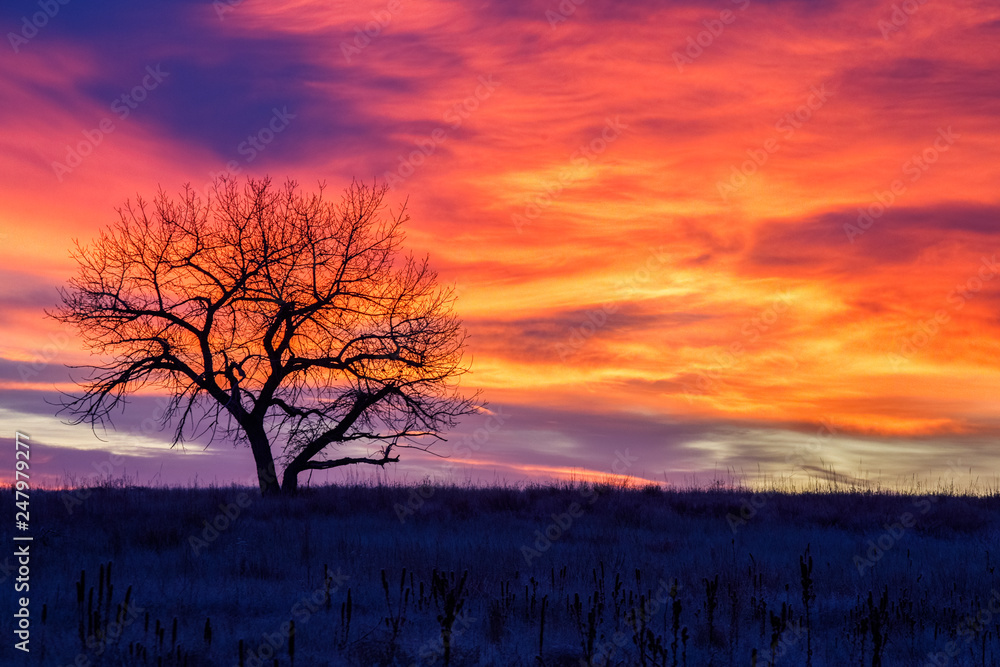 Obraz premium Tree of Fire