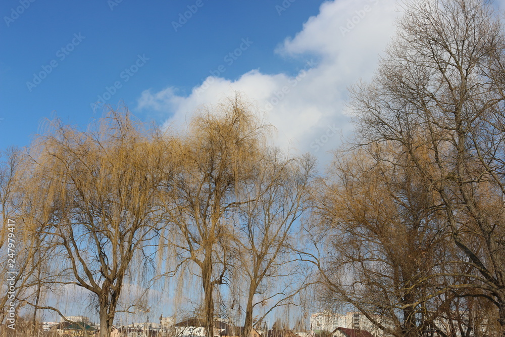 Trees without leaves stand against a blue winter sky Trees without leaves stand against a blue winter sky