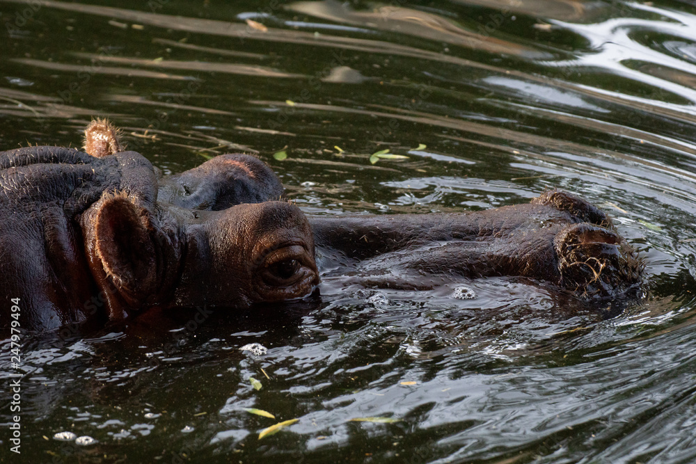 Fototapeta premium Hipopotamo en el agua