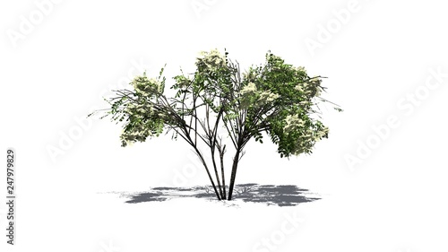 Japanese Angelica tree with shadow - isolated on white background