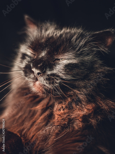 Illuminated black cat (Chantilly Tiffany) posing to camera with sleepy look. Dark portrait of tomcat with beautiful brown hair. Cat is resting. photo