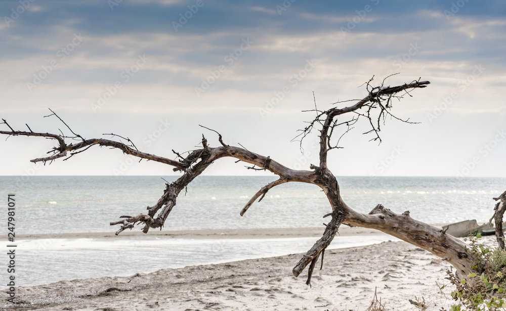 seascape with a dried tree in the foreground seascape with a dried tree in the foreground