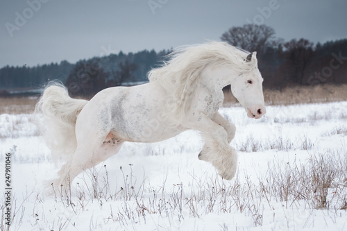 Beautiful white gypsy horse with the long mane flutters on wind running on the snow-covered field in the winter