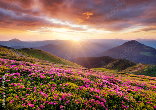 Mountains during flowers blossom and sunrise. Flowers on the mountain hills. Beautiful natural landscape at the summer time. Mountain-image