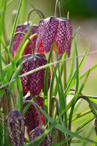 Fritillaria meleagris, snake's head