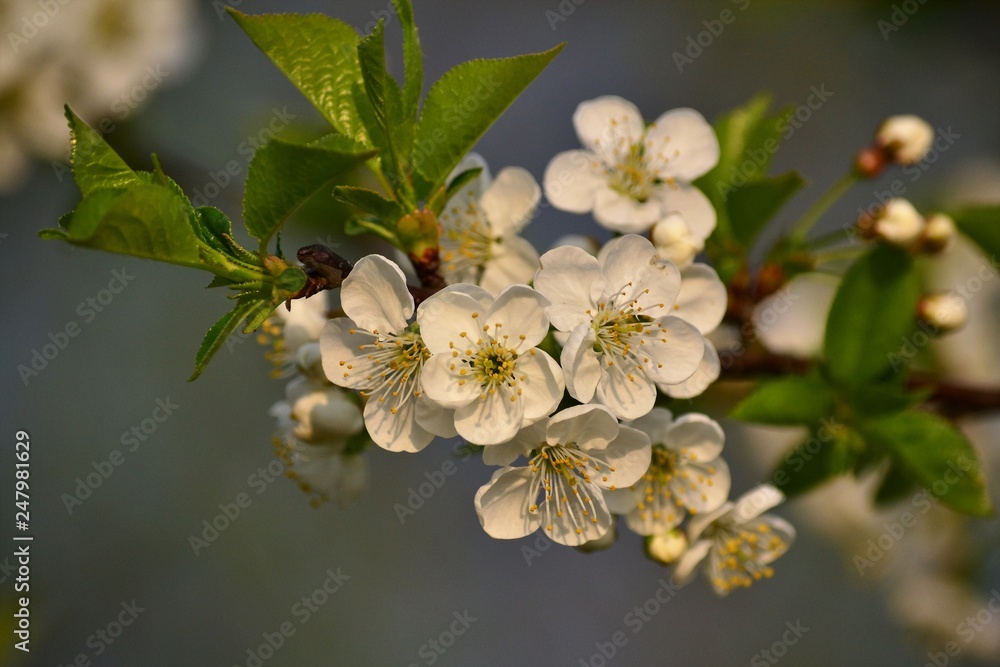 White-blooming cherry in April White-blooming cherry in April