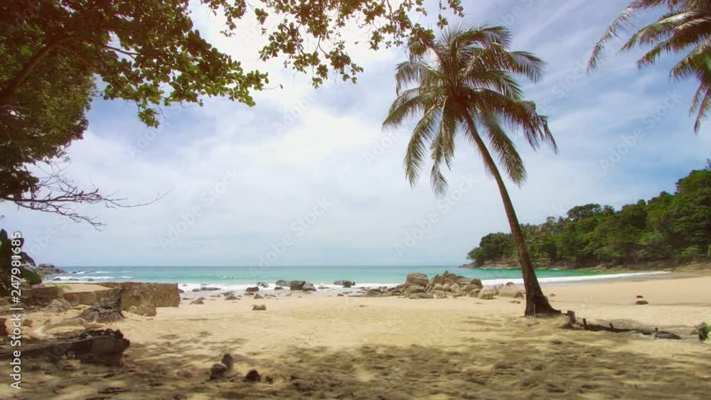 Palm tree on the shore of deserted tropical sea. Beach in non-tourist season Palm tree on the shore of deserted tropical sea. Beach in non-tourist season