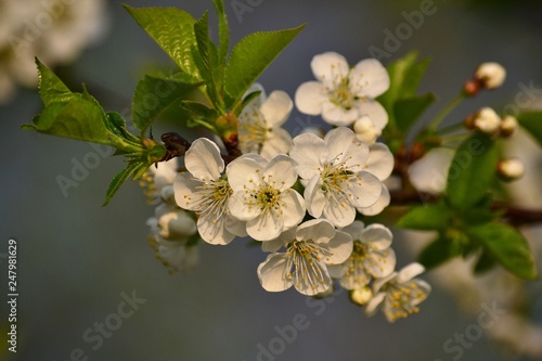 White-blooming cherry in April