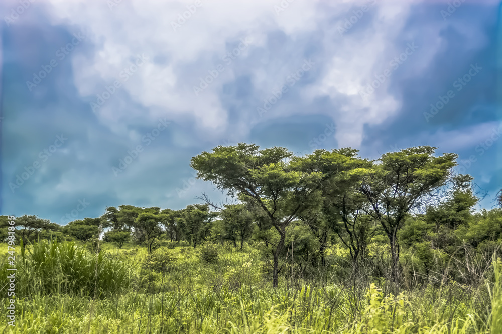 View with typical tropical landscape, trees and other types of vegetation View with typical tropical landscape, trees and other types of vegetation